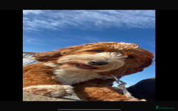 Labradoodle dogs for sale: Fully health tested Multigen puppies - Image 1