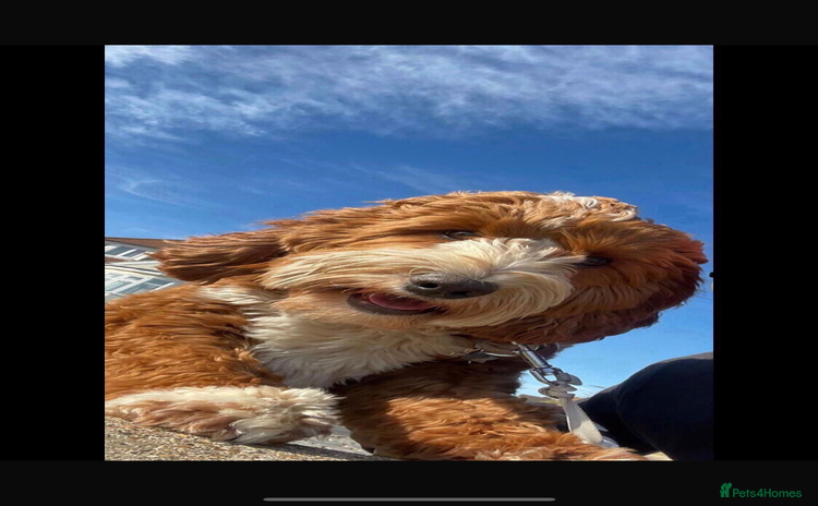 Labradoodle dogs - Advert 2