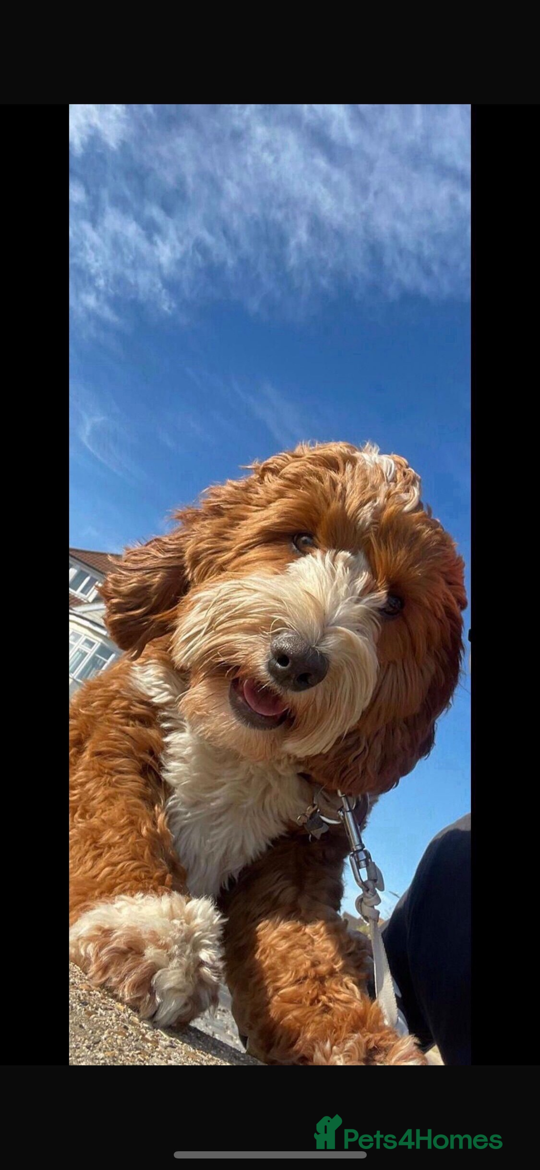 Labradoodle dogs for sale: Fully health tested Multigen puppies - Image 1