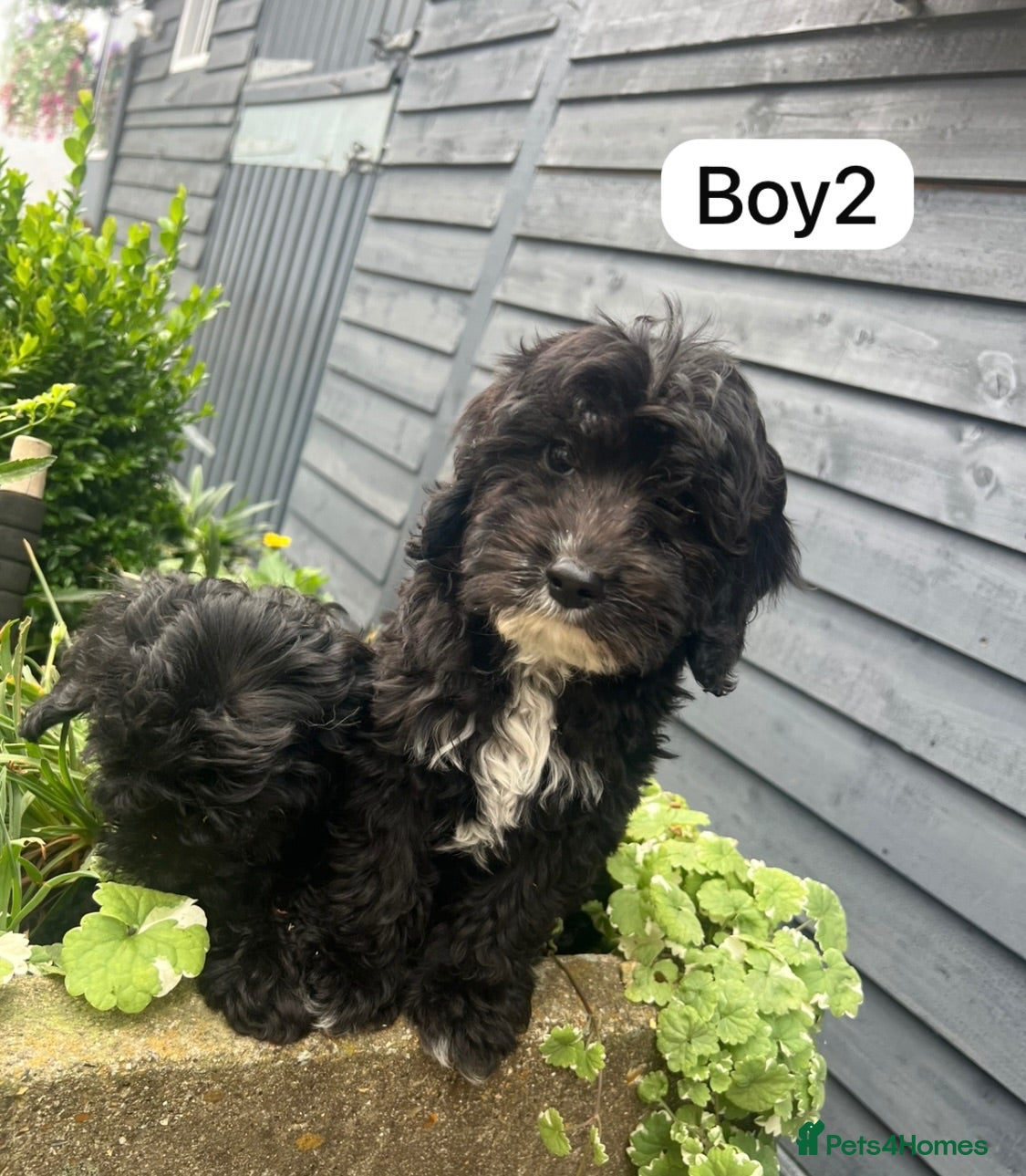 Cockapoo dogs Cockapoo puppies - Advert 18