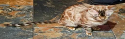 Bengal cats for sale: Bengal female. 1 yr old in Southampton - Advert 5