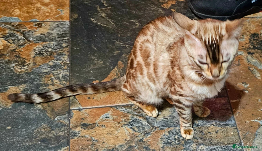 Bengal cats for sale: Bengal female. 1 yr old in Southampton - Advert 5