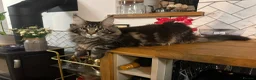Ragcoon cats for sale: Beautiful Ragcoon kittens 🐱  - Advert 27