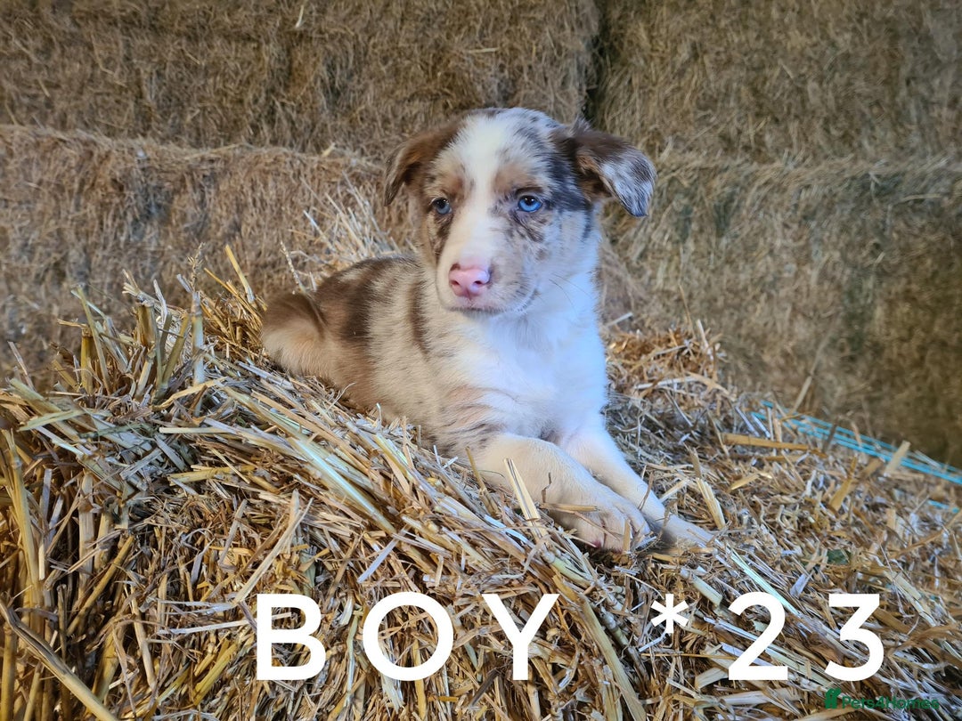 Border Collie dogs for sale: Stunning red merle and red border collie pups - Image 12