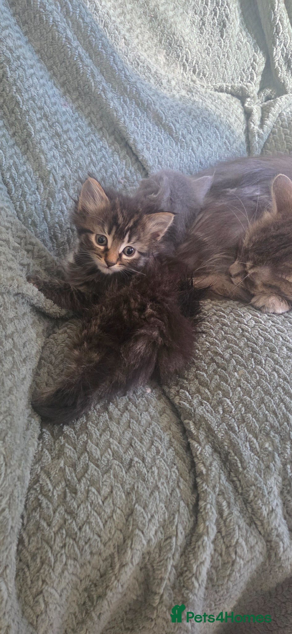 Mixed Breed cats Kittens - Advert 2