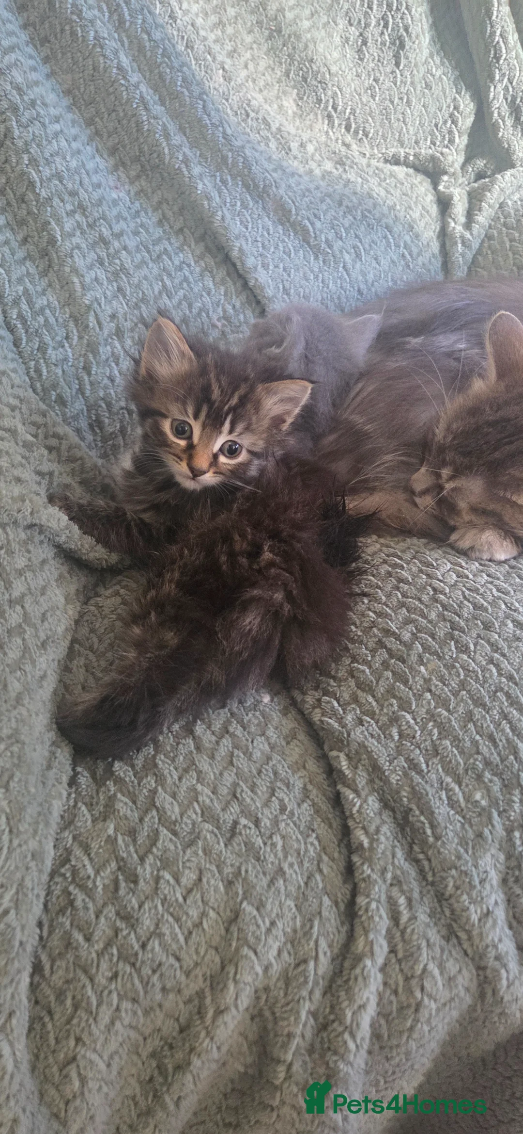 Mixed Breed cats for sale: Kittens - Advert 1