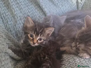 Mixed Breed cats Kittens - Advert 2