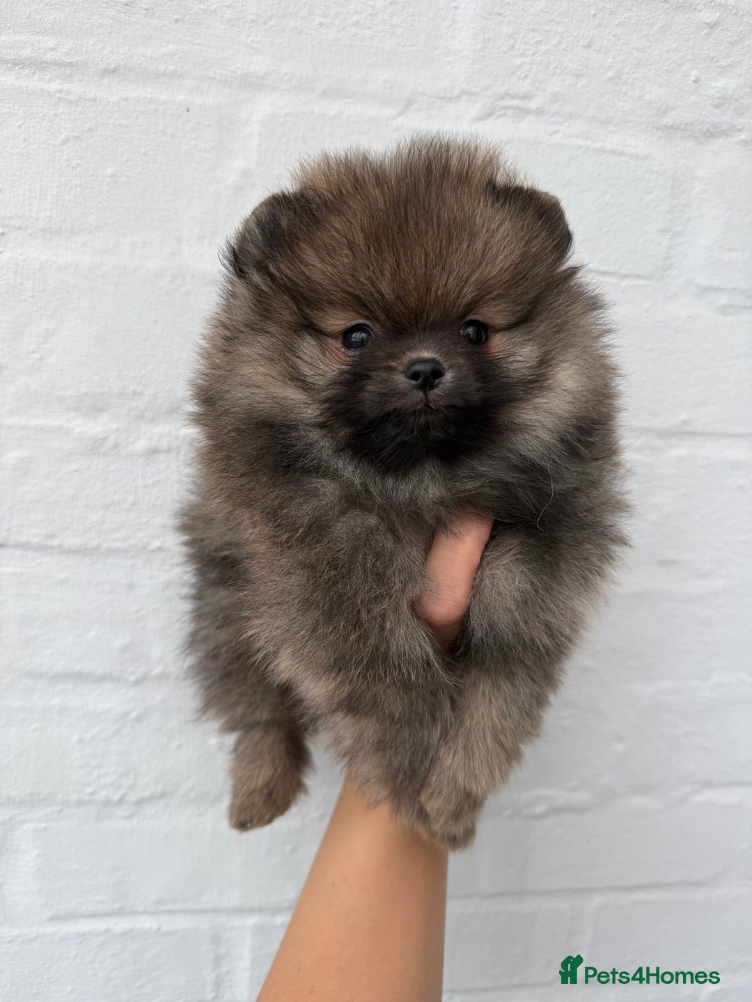 Pomeranian dogs for sale: BEAUTIFUL MALE POMERANIAN PUPPY  - Advert 1