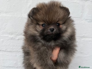 Pomeranian dogs BEAUTIFUL MALE POMERANIAN PUPPY - Advert 1