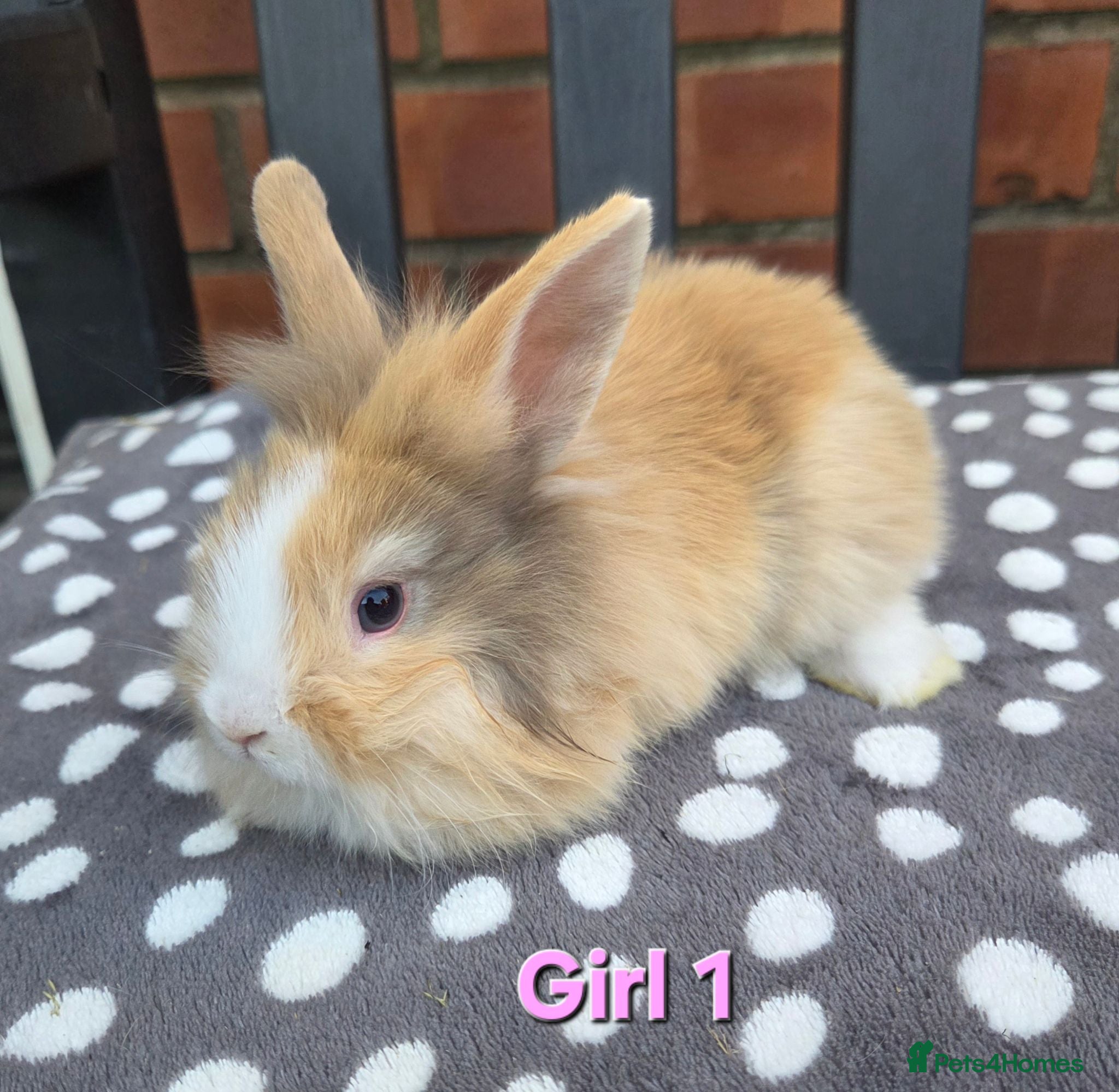 Lionhead rabbits ☆Ready 28th Aug☆ Double maine lion head Girls - Advert 2