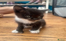 British Shorthair cats for sale: Kitten - Image 1