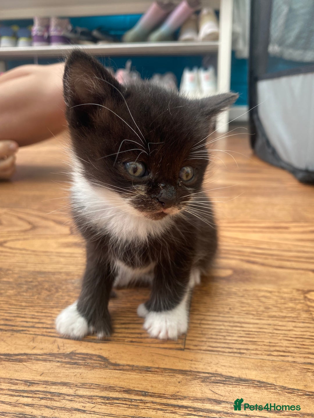 British Shorthair cats for sale: Kitten - Image 1