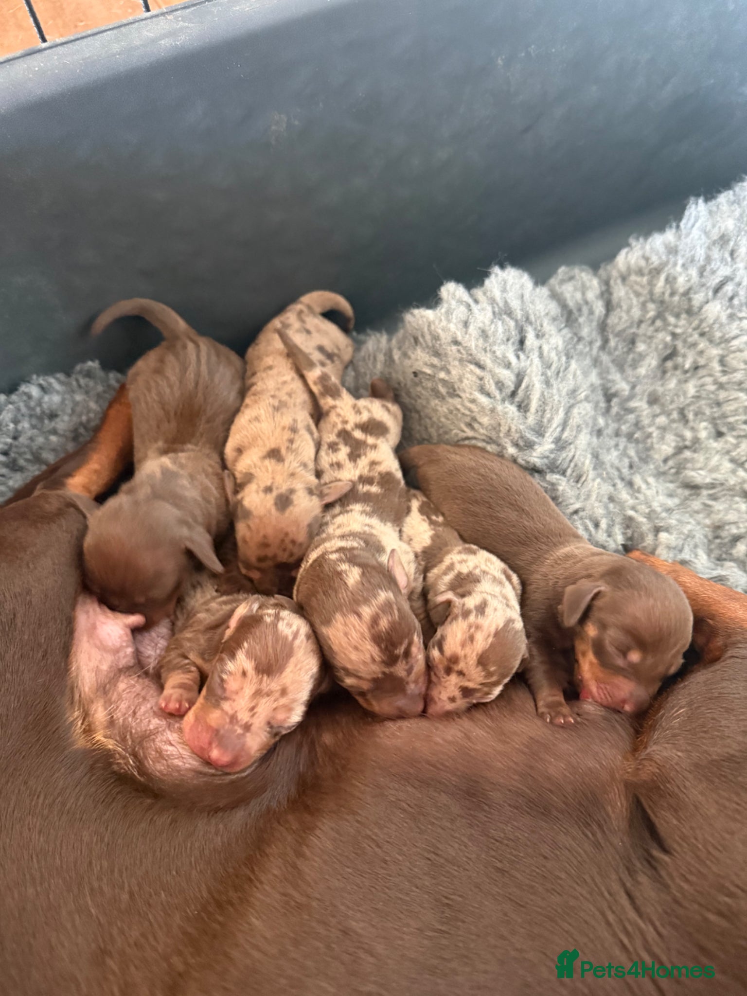 Miniature Dachshund dogs Gorgeous miniature dachshund puppies - Advert 3