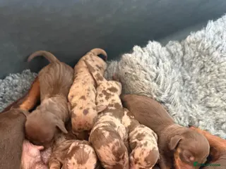 Miniature Dachshund dogs Gorgeous miniature dachshund puppies - Advert 3