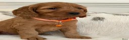 Cockapoo dogs for sale: Adorable F1 Cockapoo Puppies - Advert 10