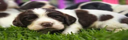 Mixed Breed dogs for sale: *Therapy bred* Clumber cocker springer cross  - Advert 15