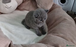 British Shorthair cats for sale: AMAZING BRITISH SHORHAIR KITTENS!!! - Advert 9