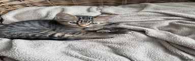 Domestic Shorthair 1