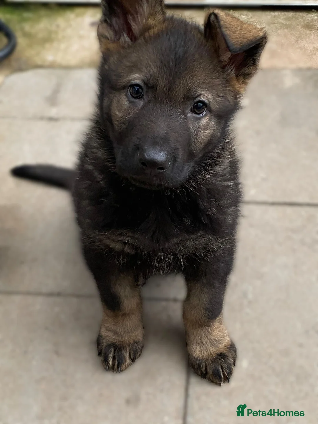 German Shepherd dogs for sale: Rare DDR German shepherds ‼️ - Advert 5