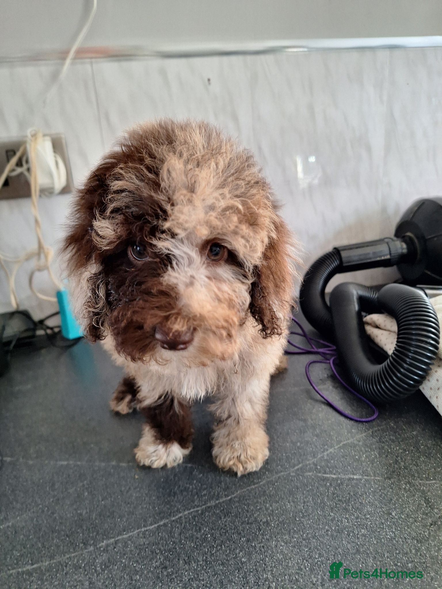 Toy Poodle dogs SUPERB TOY POODLES READY NOW - Advert 17