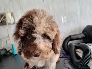 Toy Poodle dogs SUPERB TOY POODLES READY NOW - Advert 17