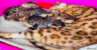 Bengal cats - Advert 2
