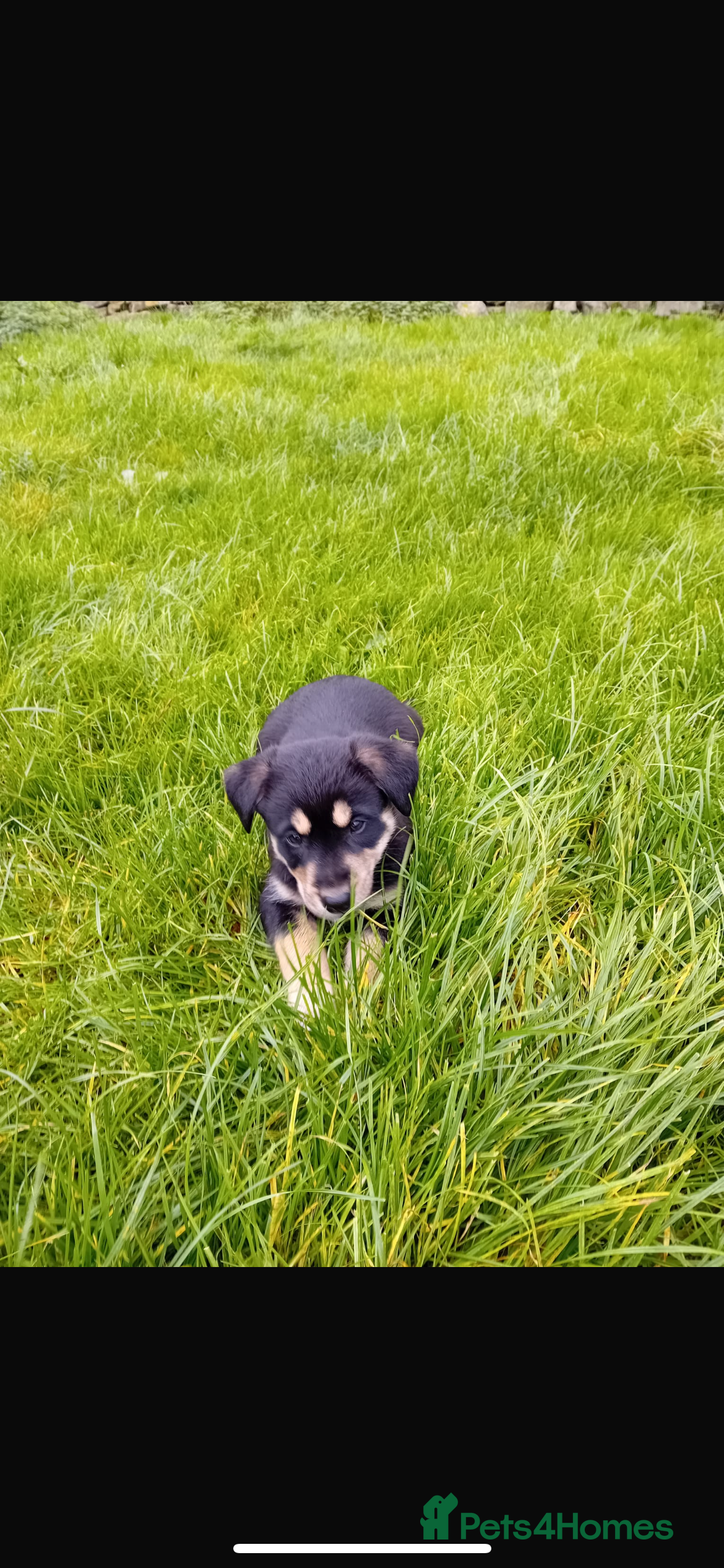 Mixed Breed dogs Borador puppies for sale - Advert 2