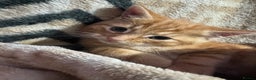 Mixed Breed cats for sale: Ginger and tabby kitten - Advert 3