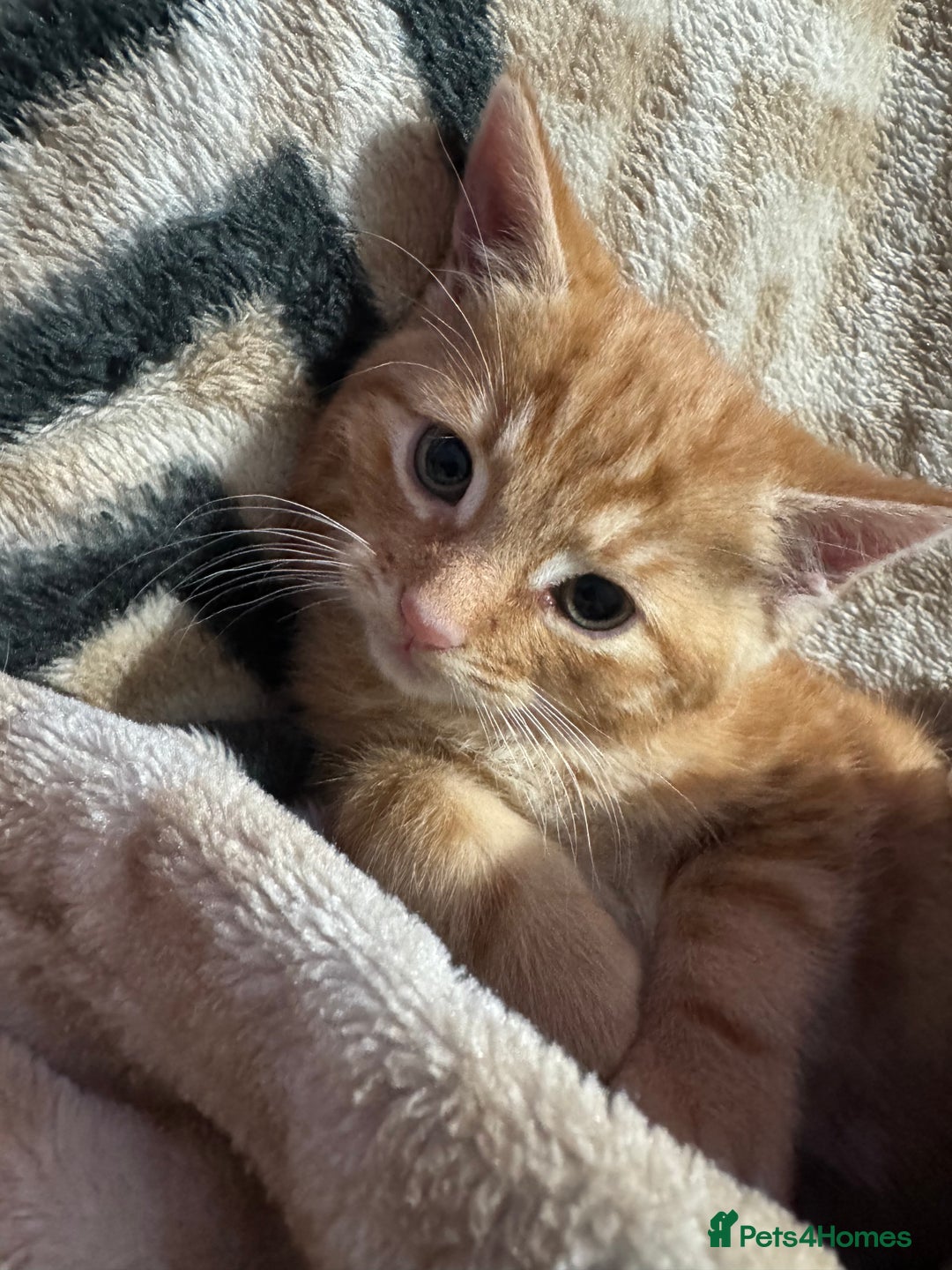 Mixed Breed cats for sale: Ginger and tabby kitten - Advert 3