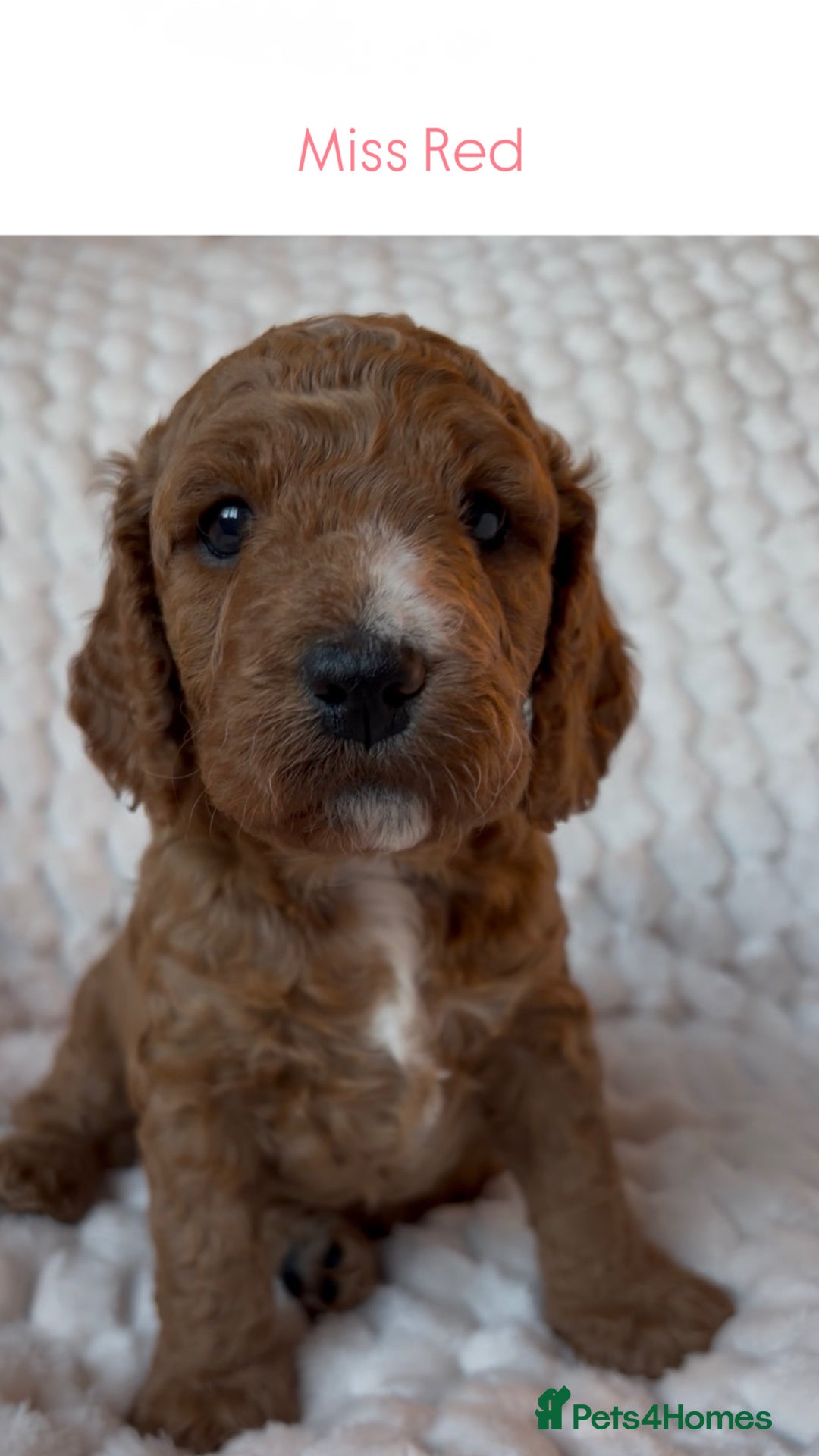 Cockapoo dogs for sale: Charming Cockapoo puppies. Pick your perfect pal! - Advert 8