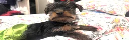 Yorkshire Terrier dogs for sale: Adorable Yorkshire Terrier Puppy Ready for Love - Advert 3