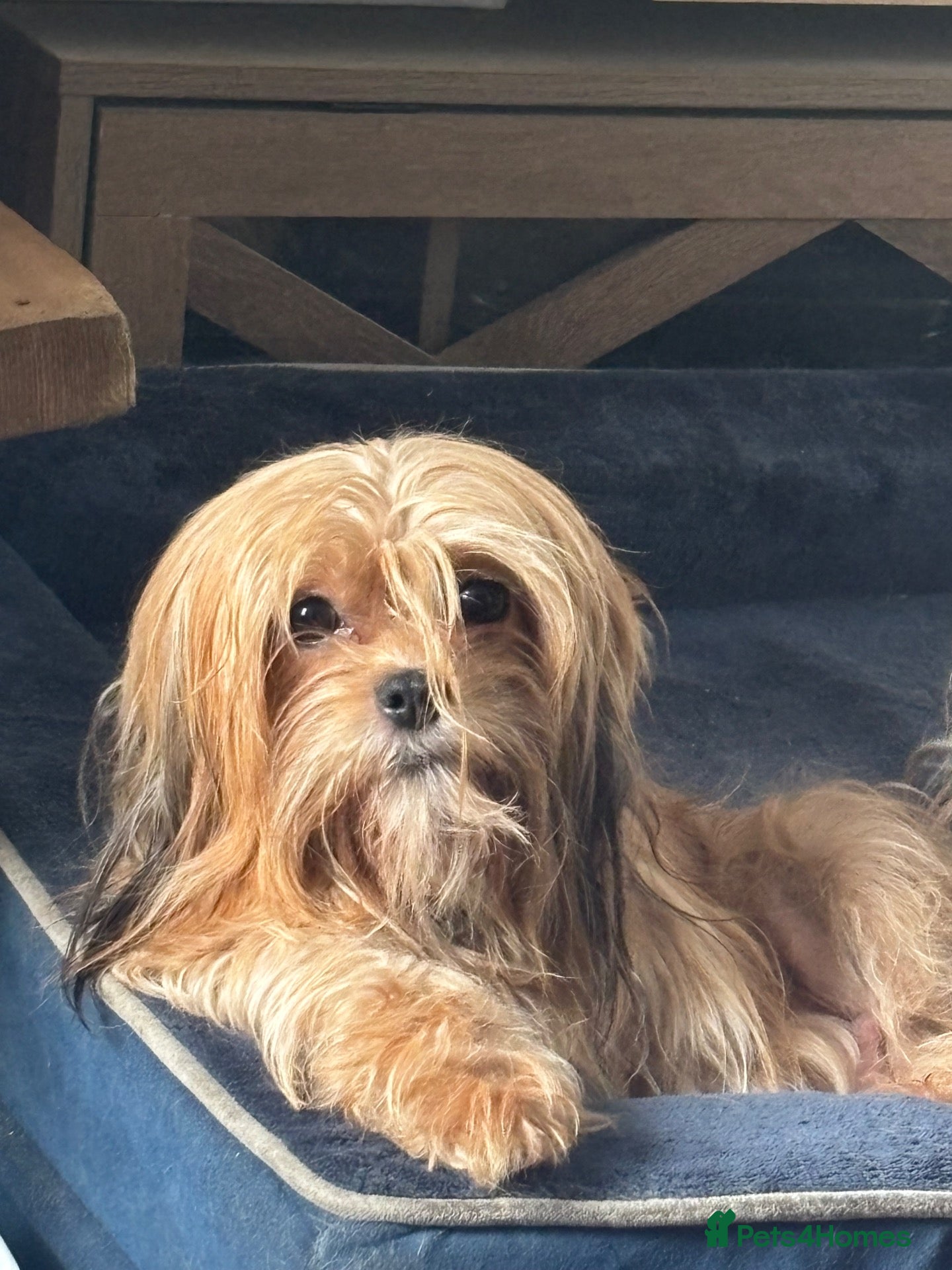 Mixed Breed dogs     Lhasa Cross Puppies Ready for Forever Homes - Advert 1