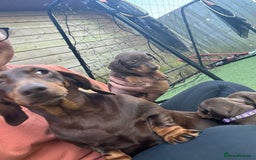 Miniature Dachshund dogs for sale: Miniature dachshund puppies  - Image 6