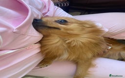 Pomeranian dogs for sale: Lovely dog for sale  - Image 6