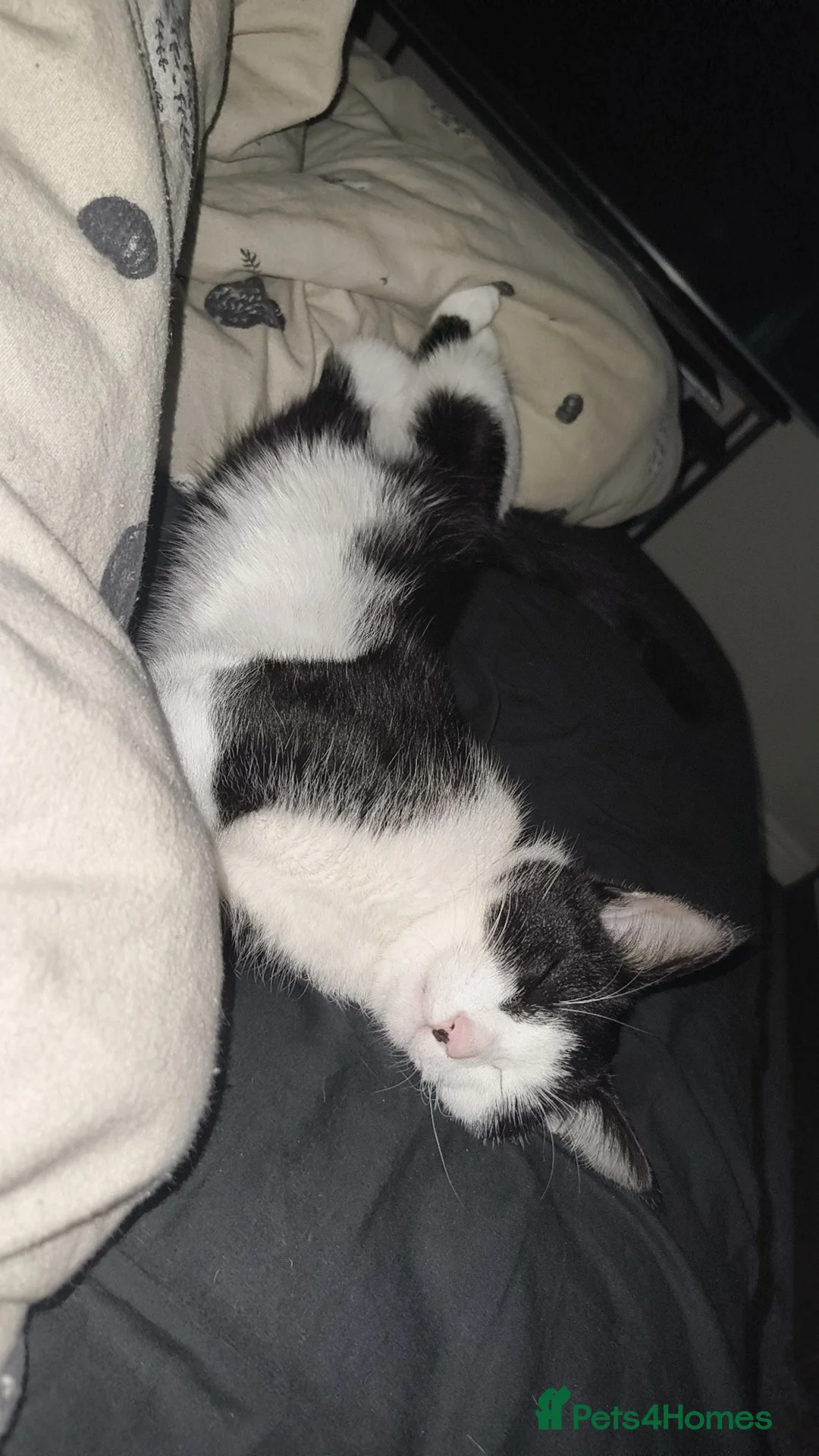 Bengal cats for sale: Tuxedo kitten for sale  - Advert 4