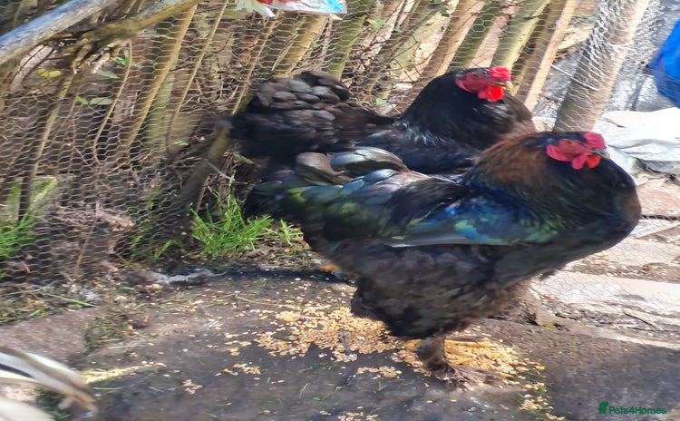 Chickens poultry Brahma Roosters - Advert 1
