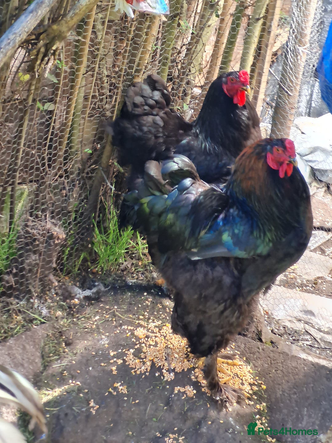 Chickens poultry for sale: Brahma Roosters - Advert 1