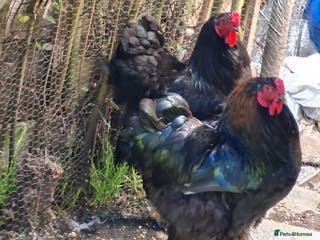 Chickens poultry Brahma Roosters - Advert 19