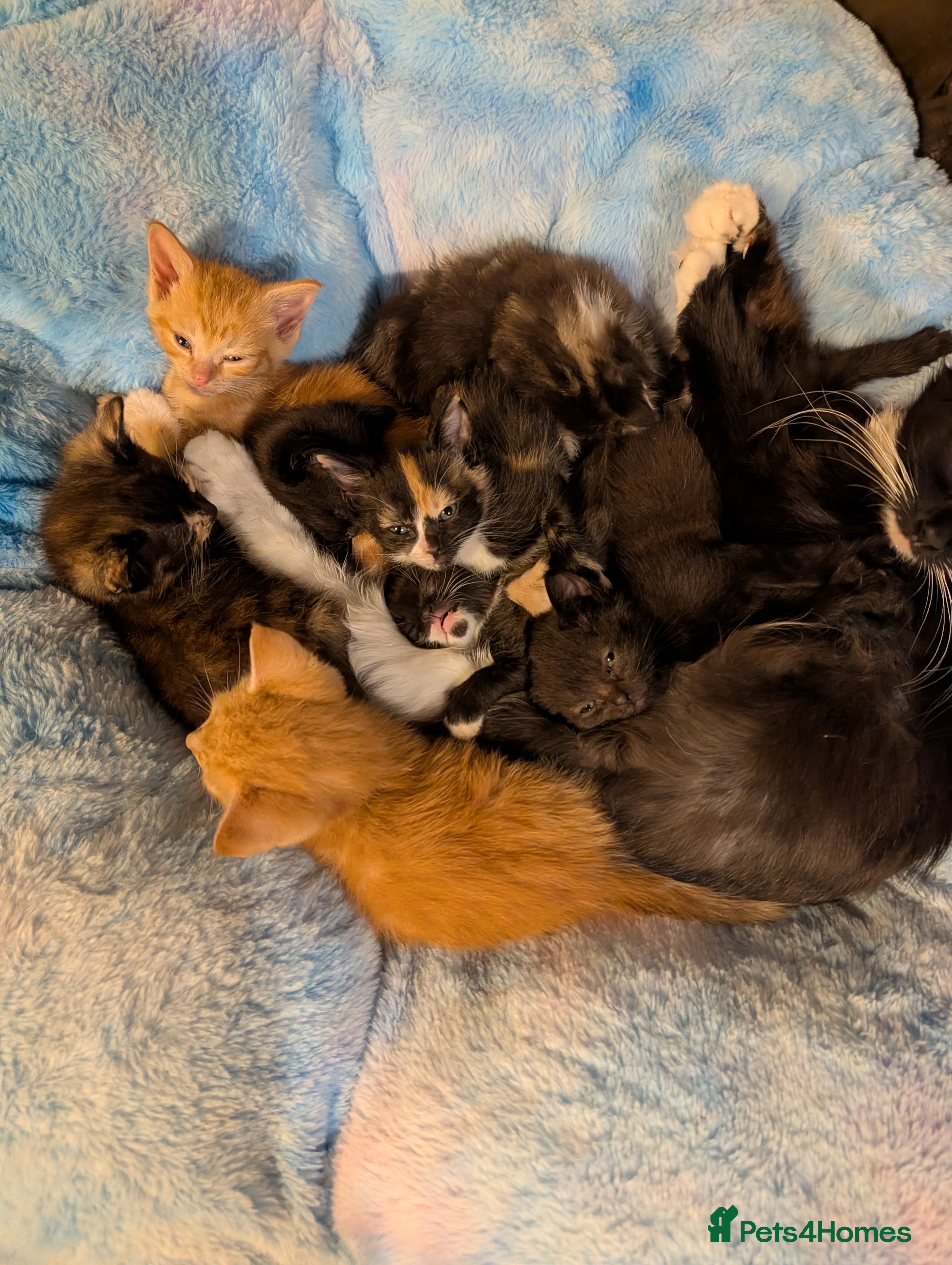 Mixed Breed cats 2 beautiful female kittens - Advert 6