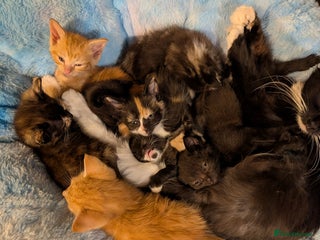 Mixed Breed cats 2 beautiful female kittens - Advert 6