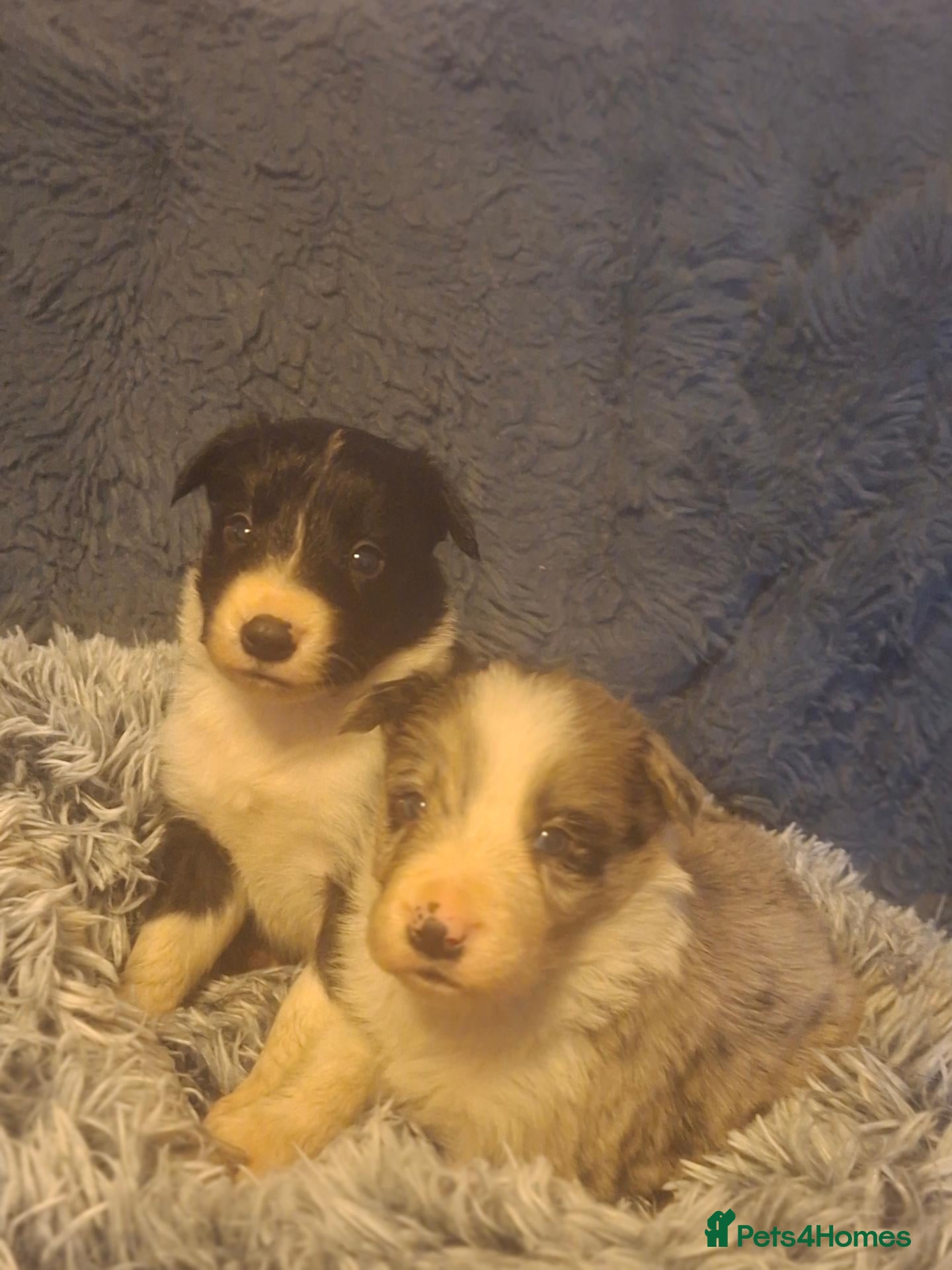 Border Collie dogs for sale: Beautiful border collie puppies - Advert 1