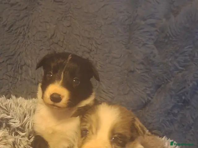 Border Collie dogs for sale: Beautiful border collie puppies - Advert 1