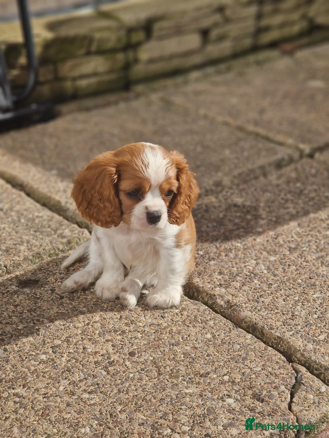 Cavalier King Charles Spaniel dogs for sale: Cavalier King Charlies - Advert 2