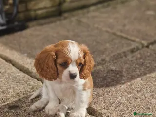 Cavalier King Charles Spaniel dogs Cavalier King Charlies - Advert 3