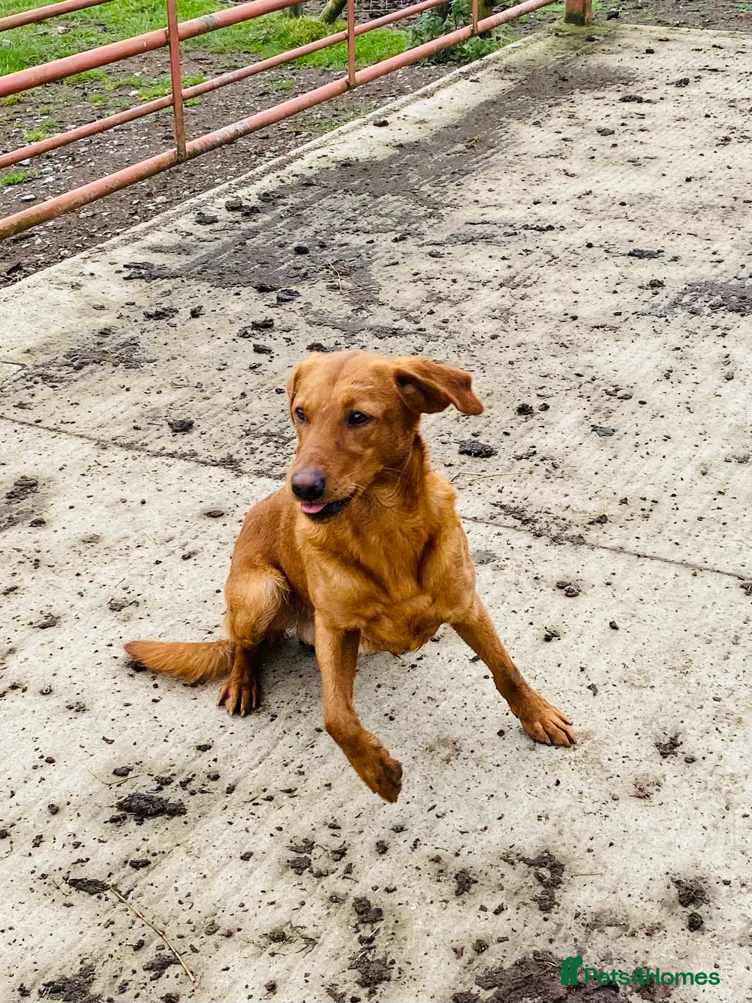 Labrador Retriever dogs for stud: Health clear,hip scored,KC Red Labrador for stud in Darlington - Advert 8
