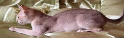 Singapura cats for sale: Rare Breed Singapura Kitten - Advert 13