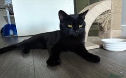 Bombay cats for sale: male cat 1 year old Bombay cross - Image 1