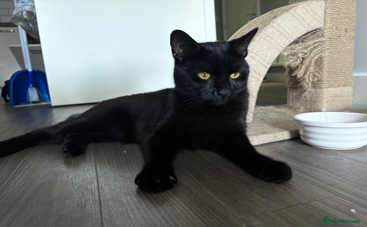 Bombay cats - Advert 1