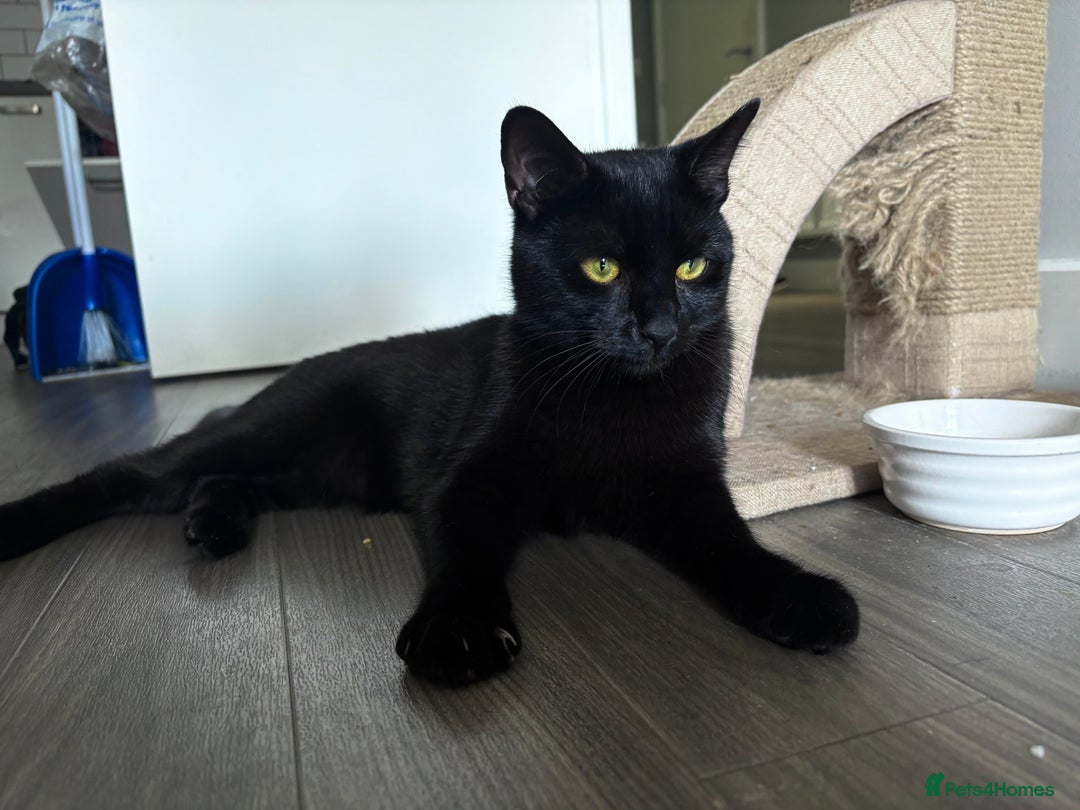 Bombay cats for sale: male cat 1 year old Bombay cross - Image 1