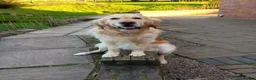 Golden Retriever dogs for sale: Pure Golden Retriever puppies in Tenbury Wells - Advert 7